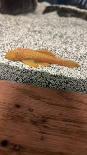 Albino Ancistrus