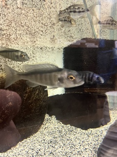 Buccochromis spectibilis Itungi