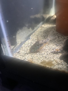 Corydoras paleatus