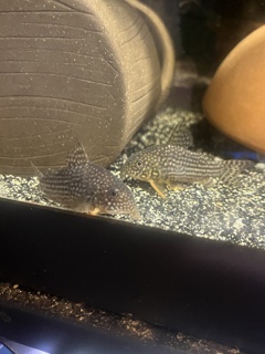 Corydoras sterbai