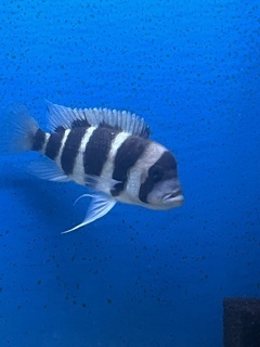 Cyphotilapia frontosa Kavalla