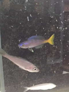 Cyprichromis leptosoma Utinta