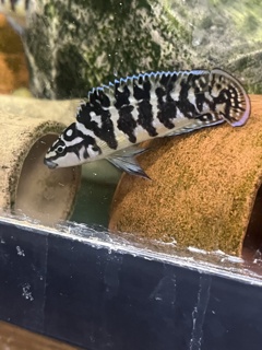 Julidochromis transcriptus Gombi