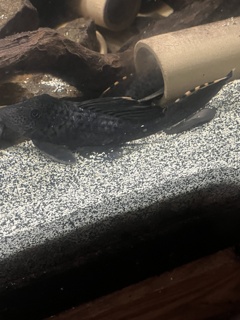 Leporacanthicus triactis (L091)
