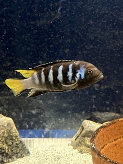 Metriclima sp. Melissa Chewere