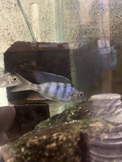 Mylochromis ericotaenia