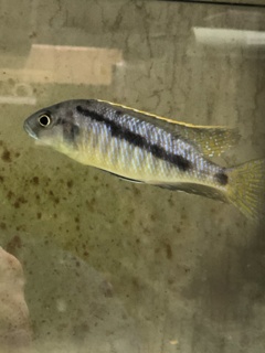 Mylochromis spilostichus
