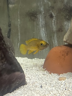 Neolamprologus leleupi Karilani Orange