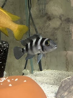 Neolamprologus tretocephalus
