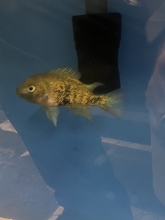 Oscura heterospila