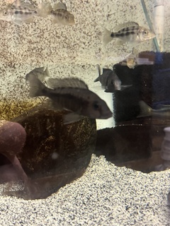 Otopharynx brooksi