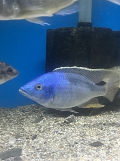 Otopharynx sp. Nova Blue Longnose