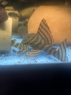 Panaqolus Alenquer Tiger (L397)