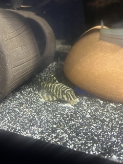 Peckoltia compta (L134)