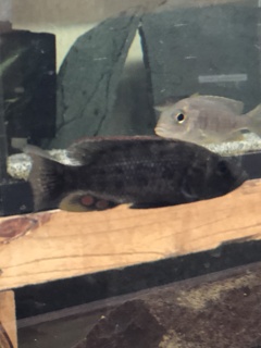 Serranochromis stappersi