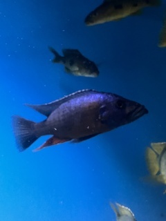 Stigmatochromis modestus Red