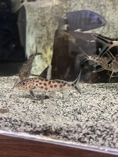 Synodontis grandiops