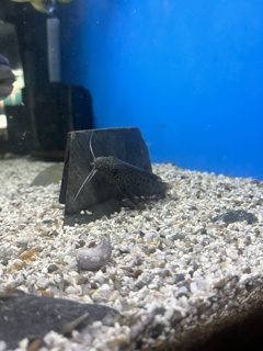 Synodontis njassae