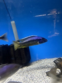 Taeniochromis holotaenia Itungi