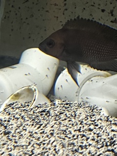 Variabilichromis moorii