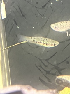 Xiphophorus helleri Rio Otapa