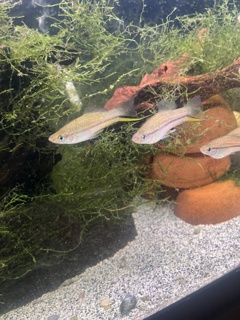 Xiphophorus kallmani Laguna Catameco