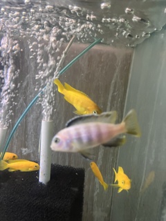Chindongo saulosi