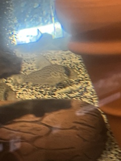 Corydoras atropersonatus