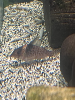 Corydoras melanistius