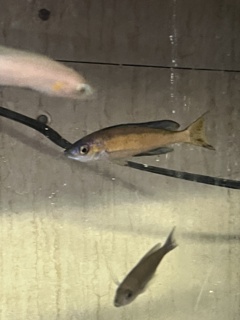 Cyprichromis microlepidotis Kasai