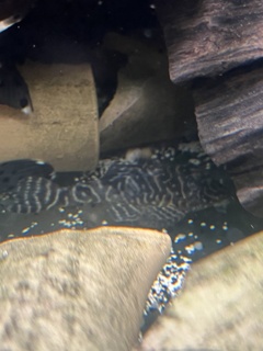 Hypancistrus debilittera (L129)