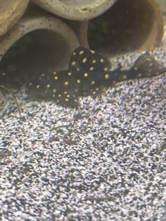 Hypancistrus Orinoco Angel (L201)