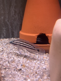 Julidochromis dickfeldi