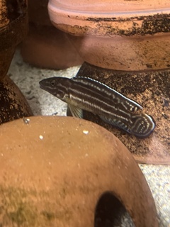 Julidochromis regani Midnight