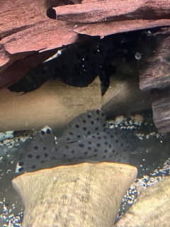 Leporacanthicus joselimai (L264)