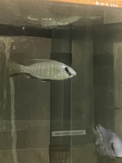 Mchenga conophoros