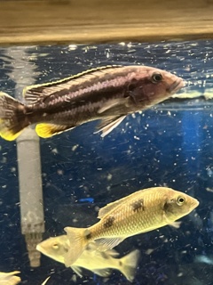 Melanochromis kaskakinzi 'Kirondo'