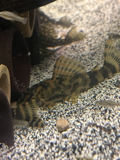 Peckoltia sp. Paru Tiger (L494)