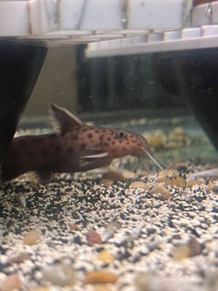 Synodontis lucipinnis