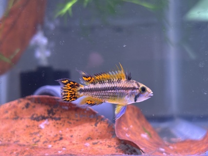 Apistogramma cacatuoides