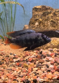 Haplochromis sp. 'cherry fin'