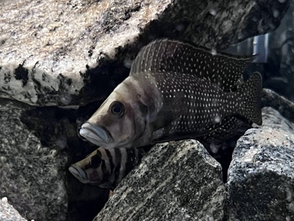 Altolamprologus calvus 'Livua' WC
