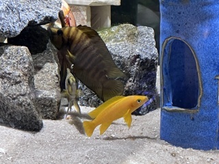 Neolamprologus longior 'Karilani Island'