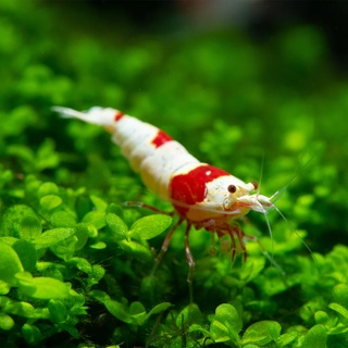 Caradina Cantonensis