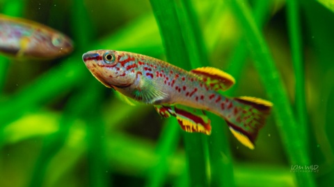 Fundulopanchax Nigerianus