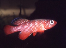 Nothobranchius Cardinalis