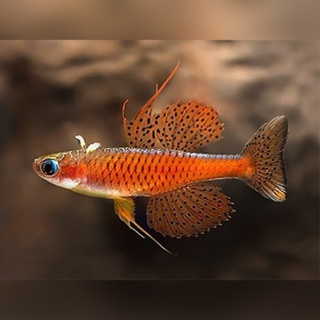 Pseudomugil luminatus