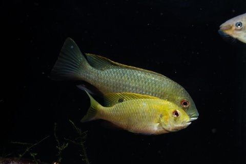 Coptodon flavus