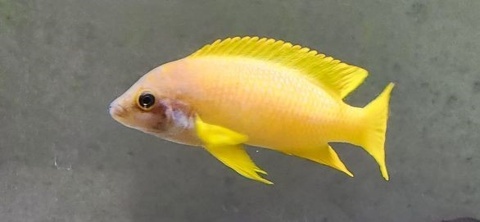 Neolamprologus mustax 'Mbita Island'