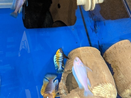 Cynotilapia Zebroides Cobue